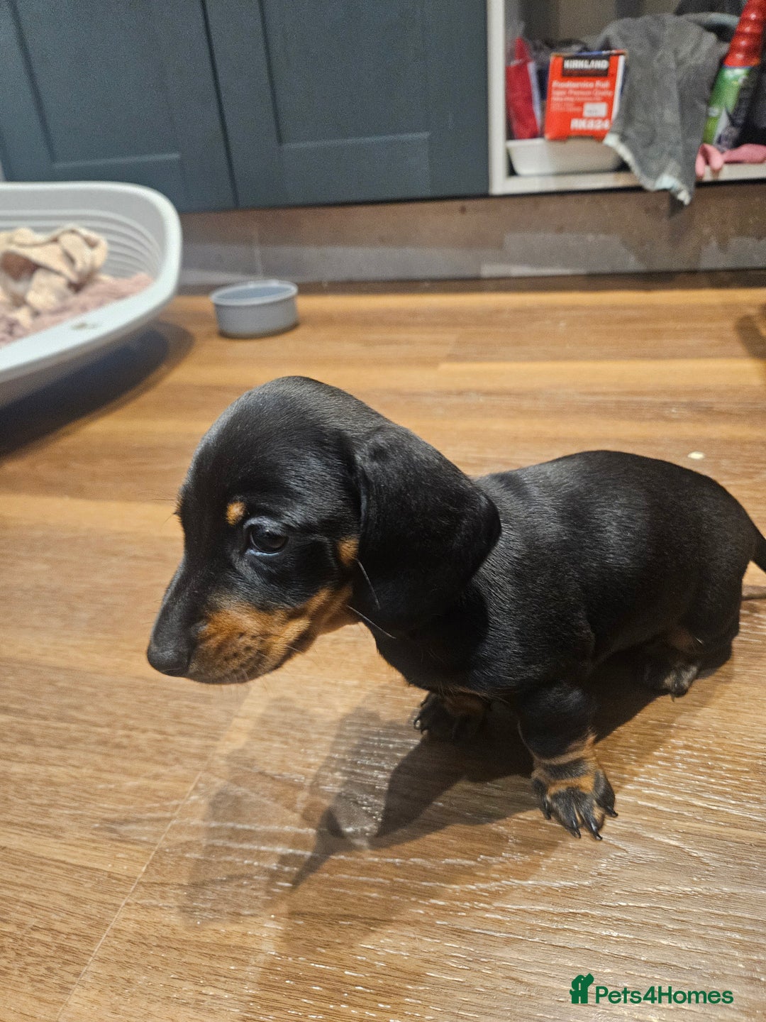 Miniature Dachshund dogs for sale: Miniature Dachshund puppies - Image 12