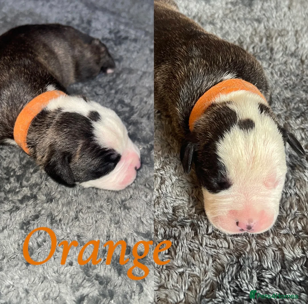 Mixed Breed dogs for sale: Old tyme English bulldog x - Advert 12