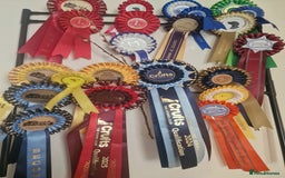 Pomeranian dogs for stud: Stud Dog-NOT FOR SALE in Luton - Image 8