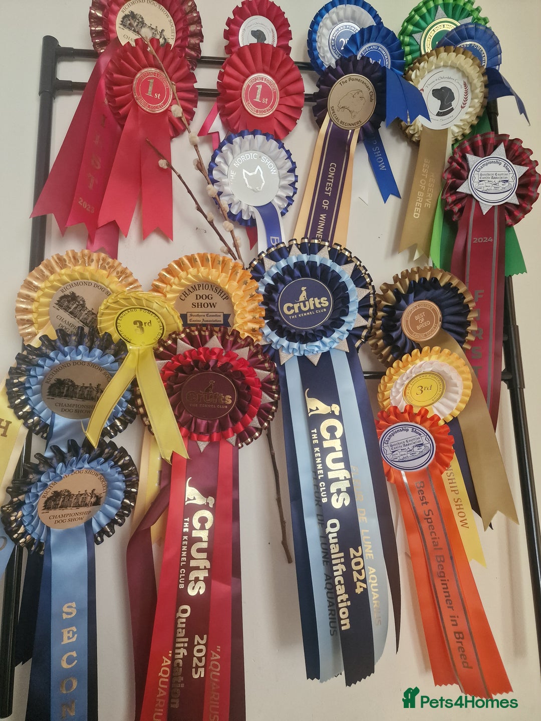 Pomeranian dogs for stud: Stud Dog-NOT FOR SALE in Luton - Image 8