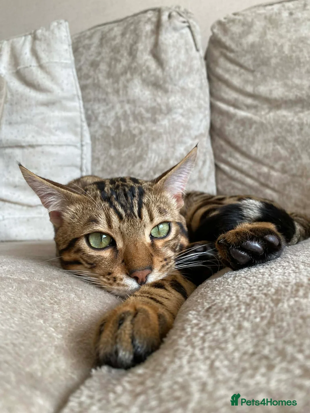 Bengal cats for sale: Make bengal kitten  - Advert 1