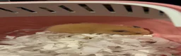 Hamster rodents for sale: Female Syrian hamster in Worksop - Advert 2
