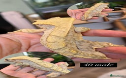 Gecko reptiles for sale: Various Crested geckos available! - Advert 2