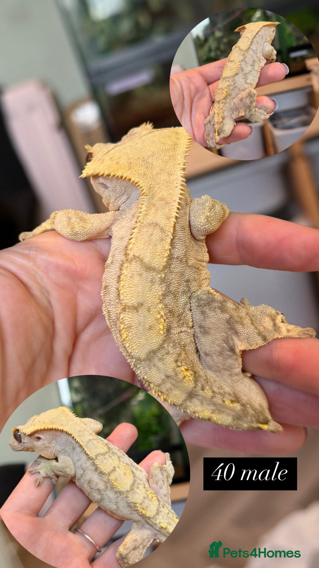 Gecko reptiles for sale: Various Crested geckos available! - Advert 2