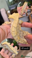 Gecko reptiles Various Crested geckos available! - Advert 4