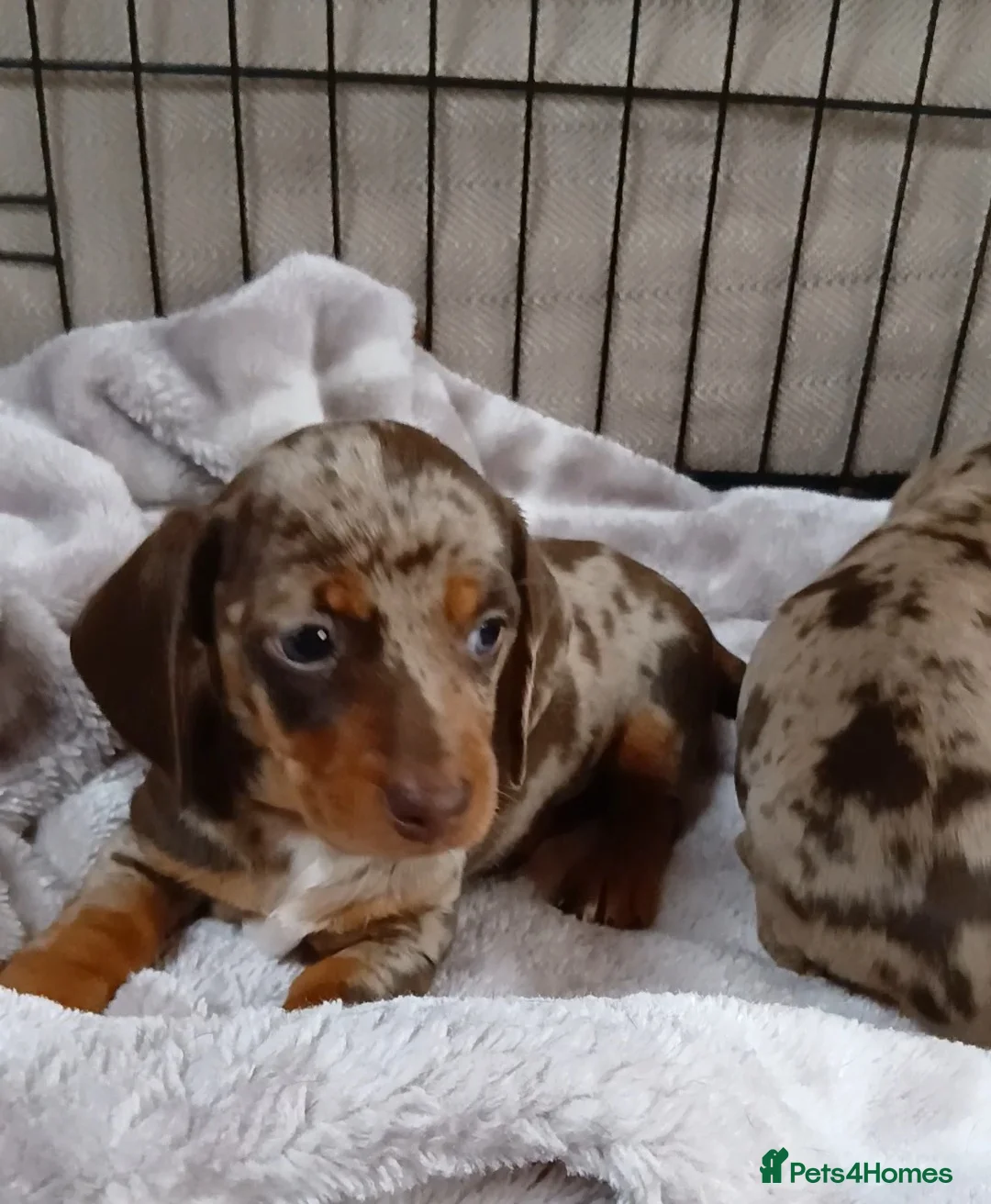 Miniature Dachshund dogs for sale: PRA, STUNNING MINIE'S READY NOW  - Advert 4
