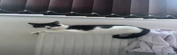 British Longhair cats for sale: 3 British Longhair Tuxedo Kittens Black and White - Advert 8
