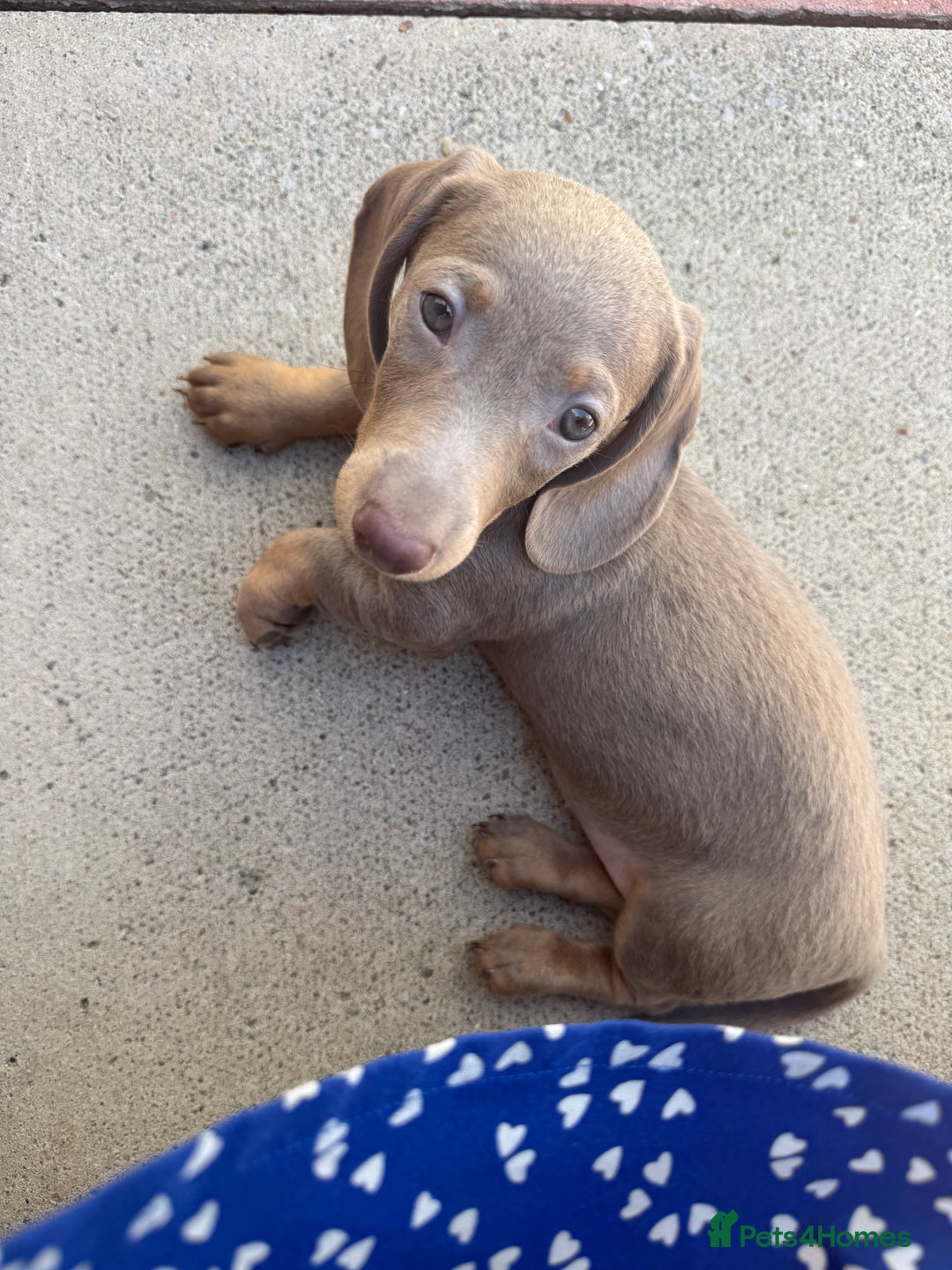 Miniature Dachshund dogs for sale: Miniature dachshund puppy. Read description  - Image 5