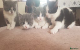 British Shorthair cats for sale: 4 mixed british short-hair kitten for sale - Image 7