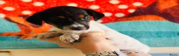 Jack Russell dogs for sale: A good Old Fashioned JR ❤️ - Advert 12