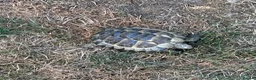 Tortoise reptiles for sale: 6 x spur thighed  1 x migrated - Advert 8
