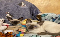 Siamese cats for sale: Siamese kittens - Image 2