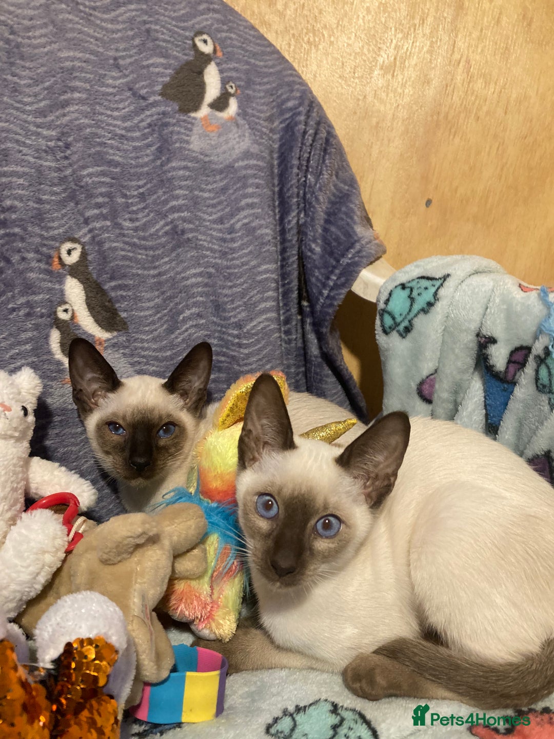 Siamese cats for sale: Siamese kittens - Image 2
