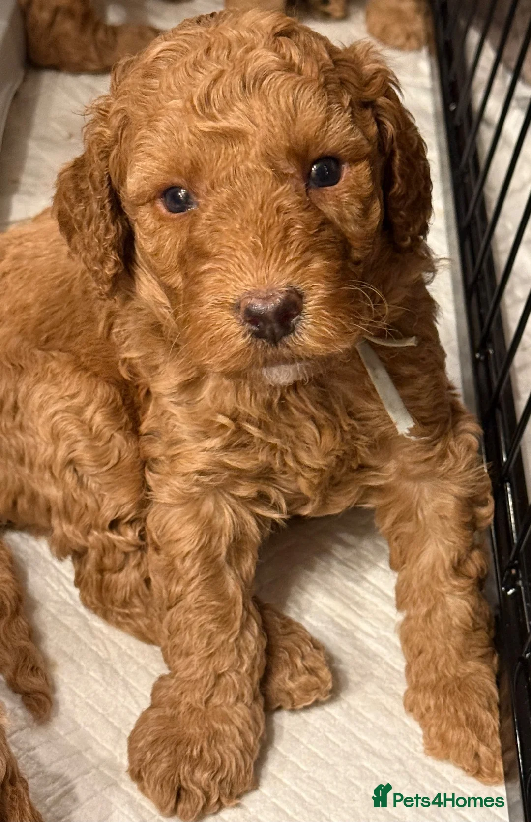 Labradoodle dogs for sale: F1BB Miniature Labradoodle Puppies – Home Raised - Advert 1