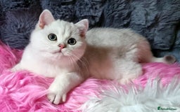 British Shorthair cats for sale: GOLDEN & SILVER BRITISH SHORTHAIR KITTENS TICA - Image 1
