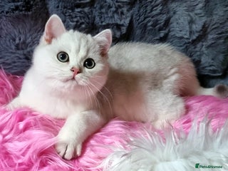 British Shorthair cats - Advert 12