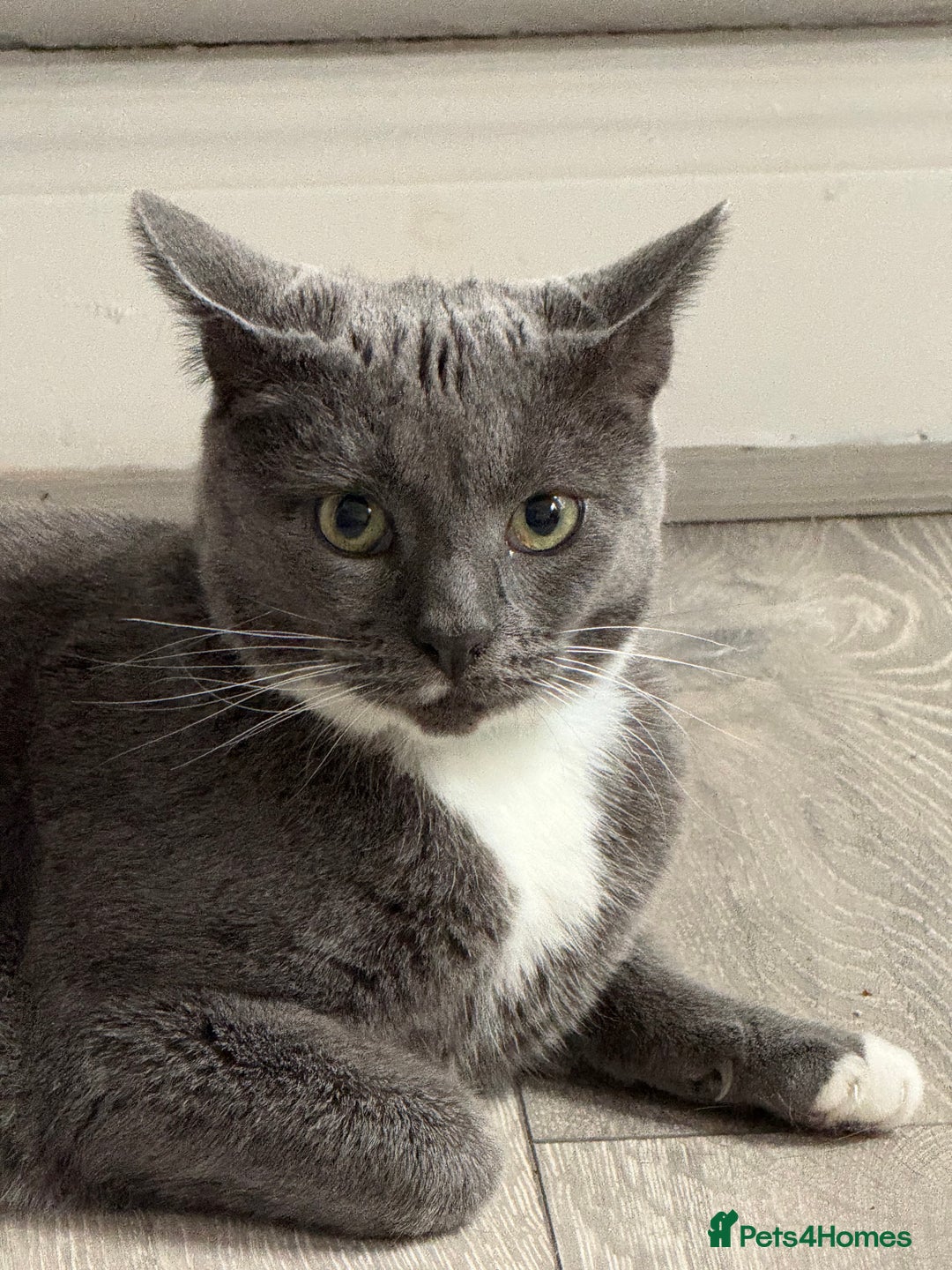 Domestic Shorthair cats for sale: Male Grey and white cat aged 5 - Image 1