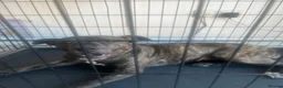 Mixed Breed dogs for sale: Female Staffordshire bull terrier 8 months old  - Advert 8