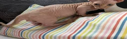 Sphynx cats for sale: Canadian Sphynx kittens READY NOW - Advert 17