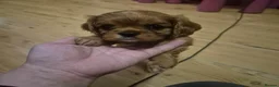 Cavalier King Charles Spaniel dogs for sale: Charming Cavalier King Charles Spaniel Puppies in Hyde - Advert 14