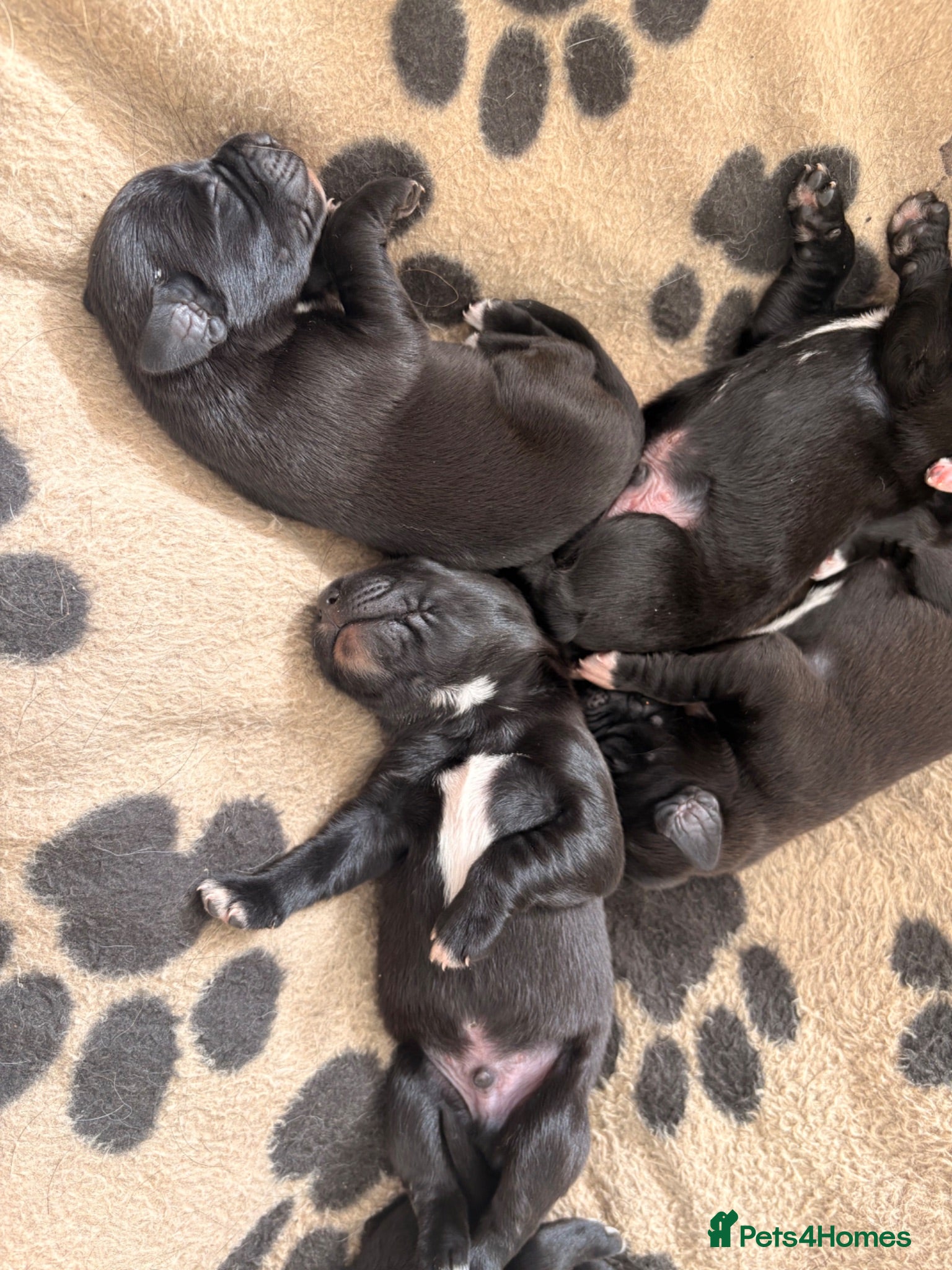 Mixed Breed dogs Labernard Puppies - Advert 2