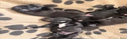 Mixed Breed dogs for sale: Labernard Puppies - Advert 2
