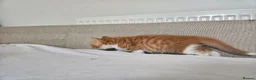Mixed Breed cats for sale: Affectionate kittens - Advert 3