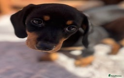 Miniature Dachshund dogs for sale: Smooth coat Minature Dacshund’s  - Image 10