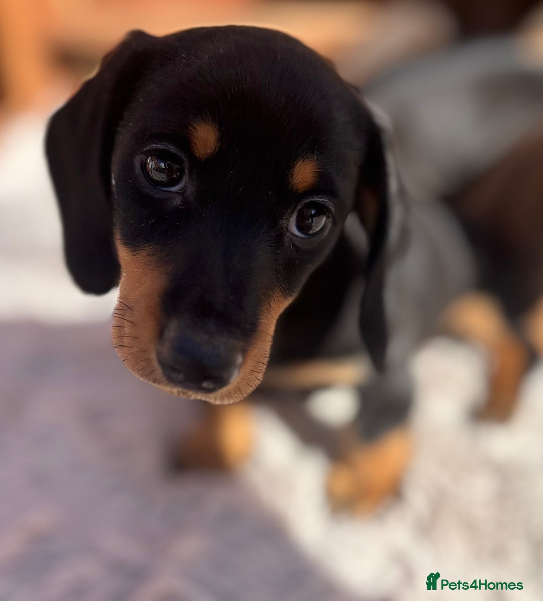 Miniature Dachshund dogs for sale: Smooth coat Minature Dacshund’s  - Image 10
