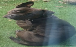Mixed Breed dogs for sale: Dog for rehoming  - Image 2