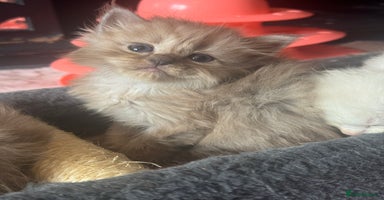 Ragdoll cats - Advert 6