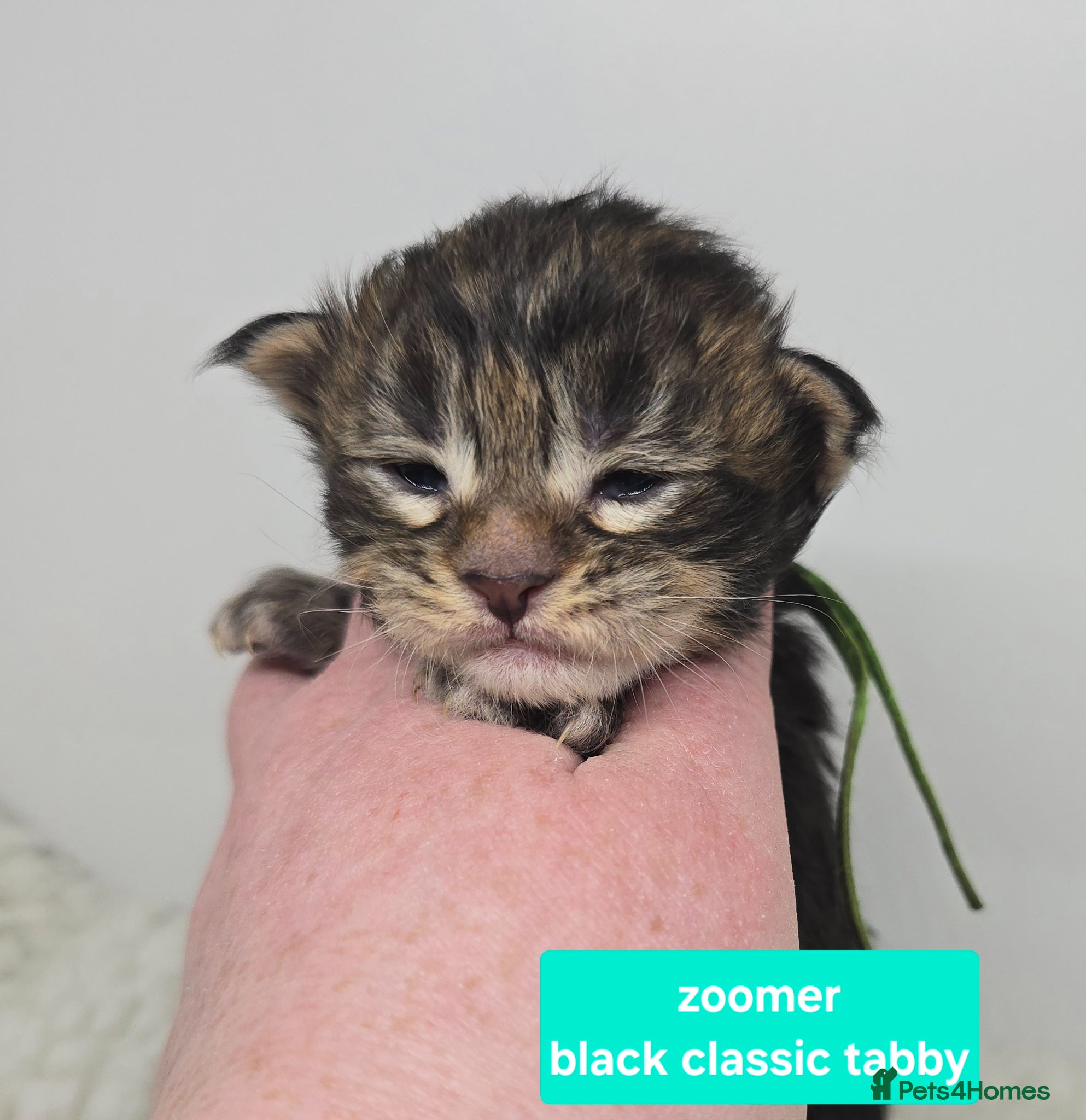 Maine Coon cats Stunning Maine Coon Kittens - Advert 1