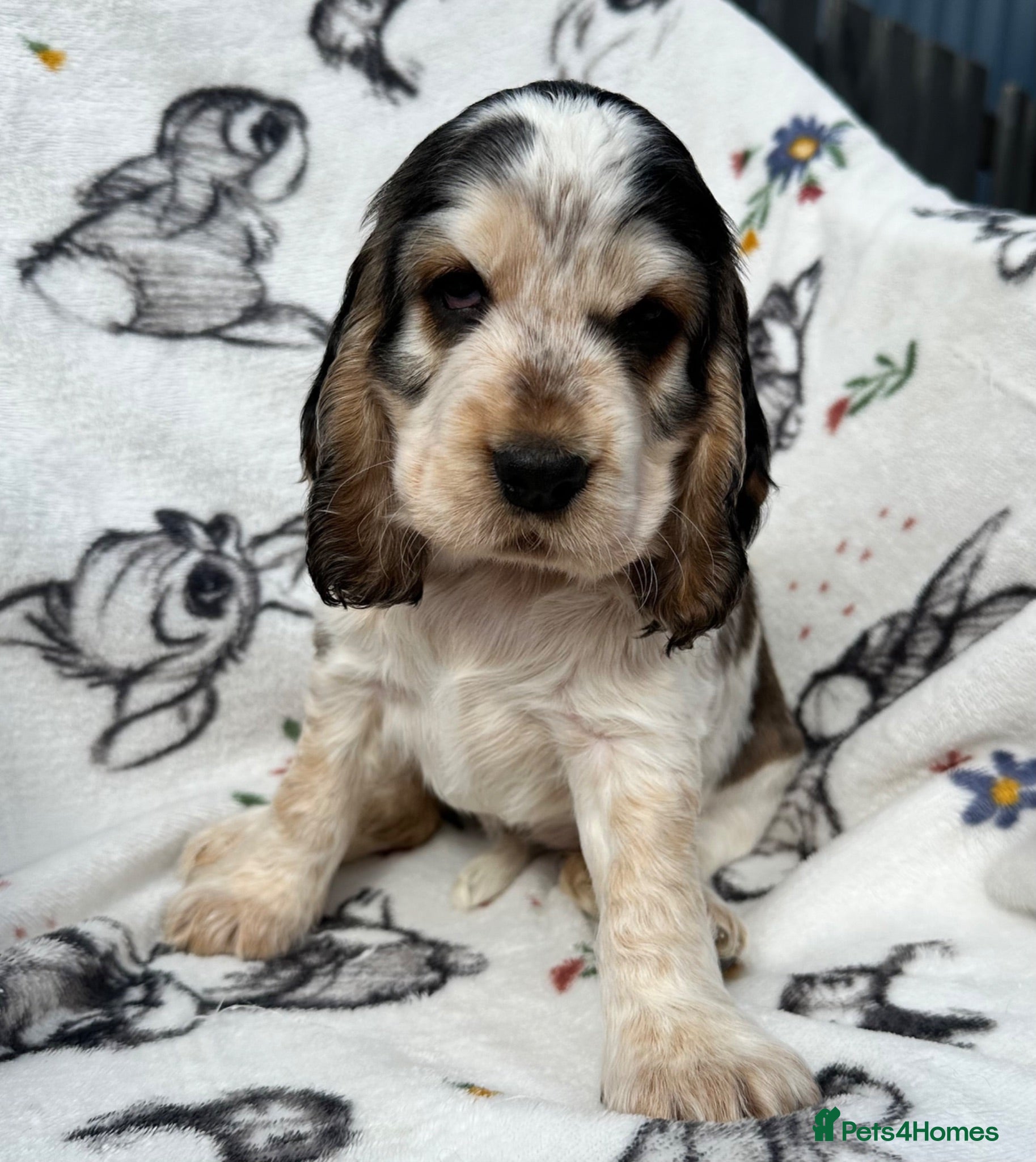 Cocker Spaniel dogs KC Health Tested Show Cocker Spaniels - Advert 1