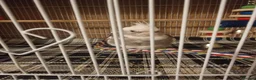 Cockatiels birds for sale: Whiteface cute cocktail  in London - Advert 9