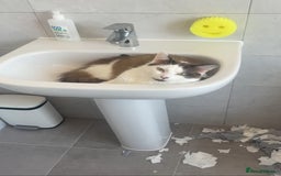 Turkish Van cats for sale: He just needs a loving home  - Image 6