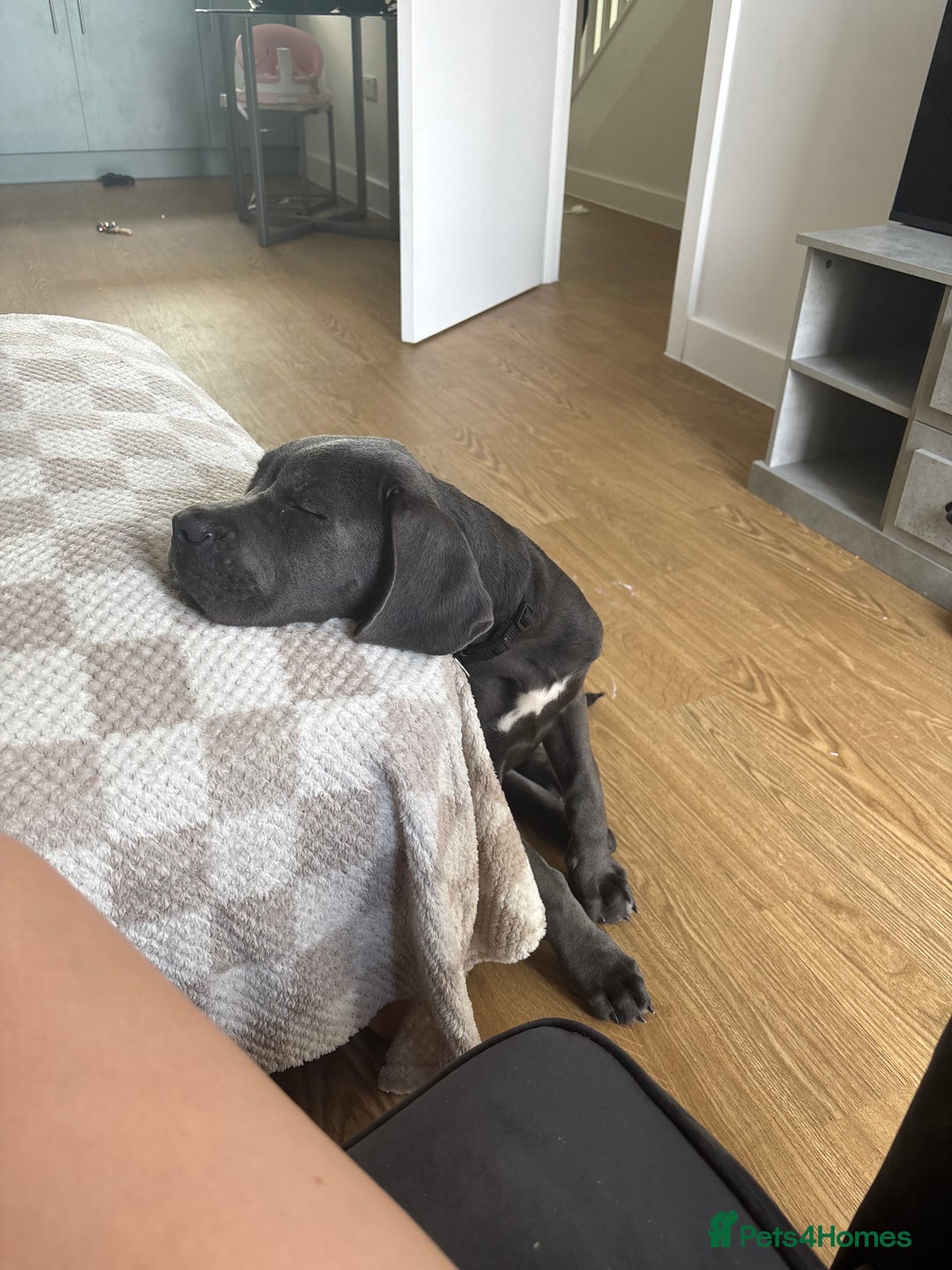 Cane Corso dogs for sale: Cane Corse Female  - Image 14