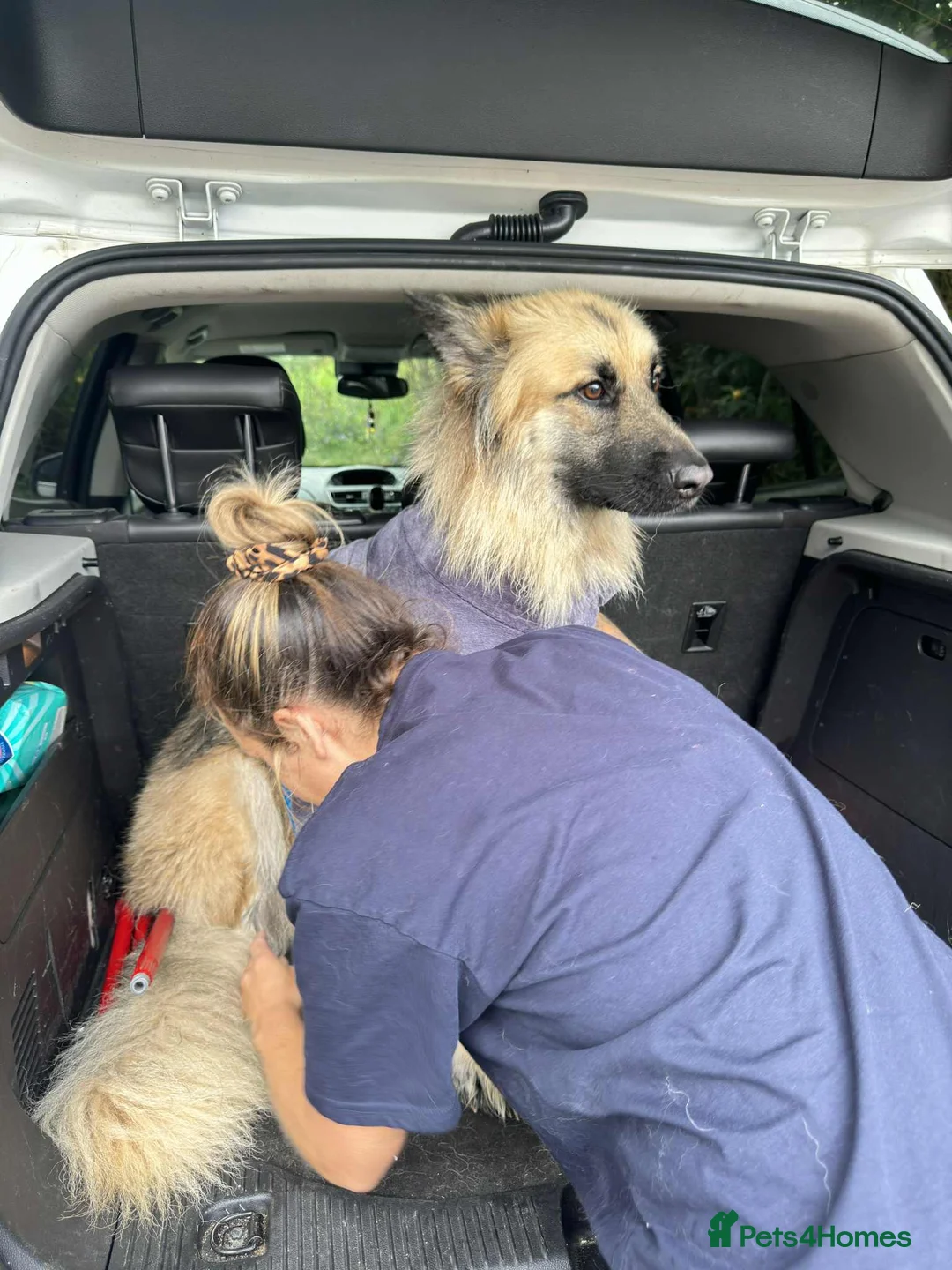 German Shepherd dogs for sale: German shepherd  - Advert 4