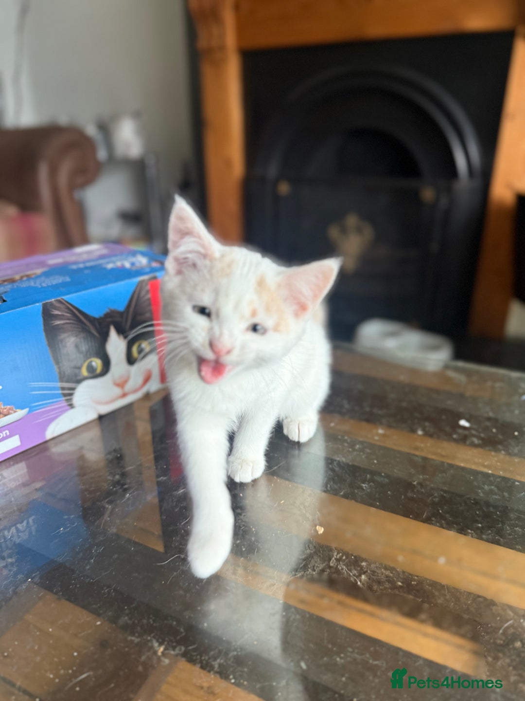 Domestic Shorthair cats for sale: 3 Adorable Ginger and White Kittens - Advert 2