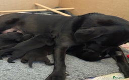 Labrador Retriever dogs for sale: Black Labrador retriever puppies KC registered - Image 8