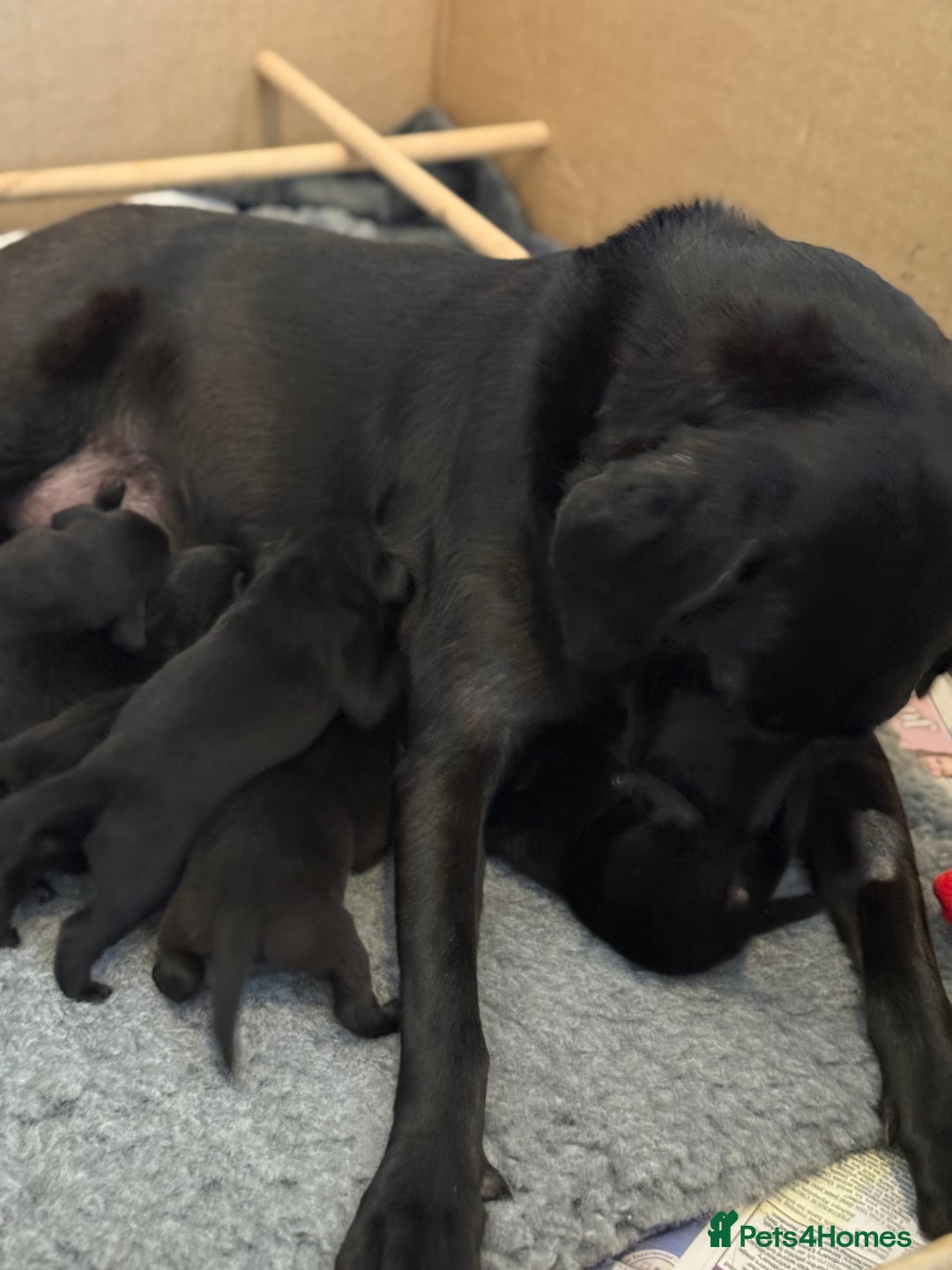 Labrador Retriever dogs for sale: Black Labrador retriever puppies KC registered - Image 8