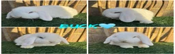 Netherland Dwarf rabbits for sale: Pure breed Netherlands dwarf  - Advert 7