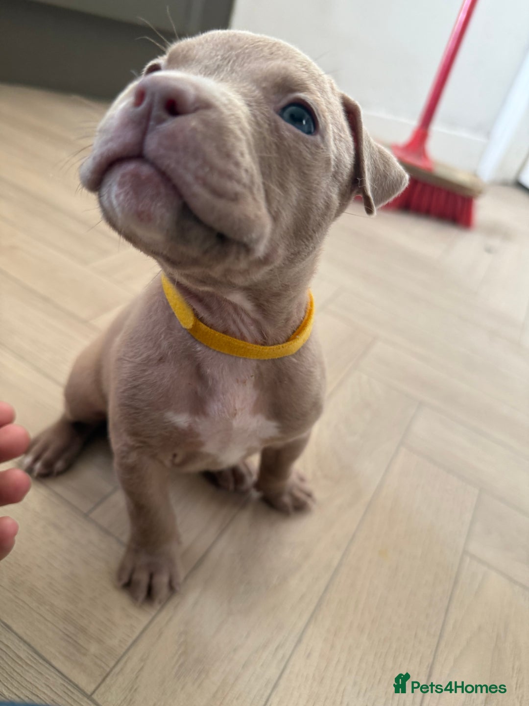 American Bully dogs for sale: 8 gorgeous American Bully pups 🐶 - Advert 17