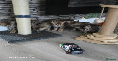 Bengal cats - Advert 16