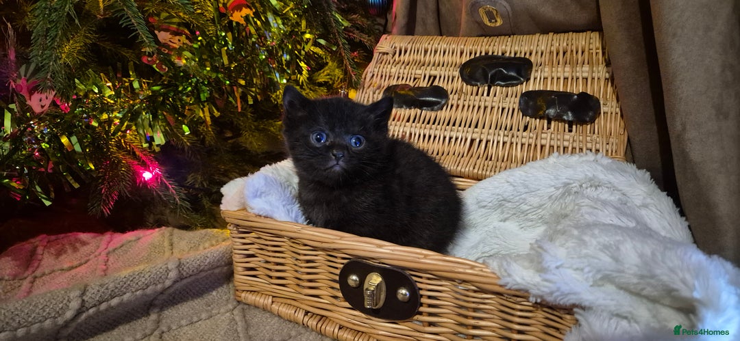 Bengal cats for sale: Bengal x British short hair - Advert 16