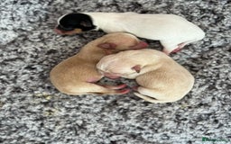 Mixed Breed dogs for sale: Chihuahua Cross Puppy - Image 5