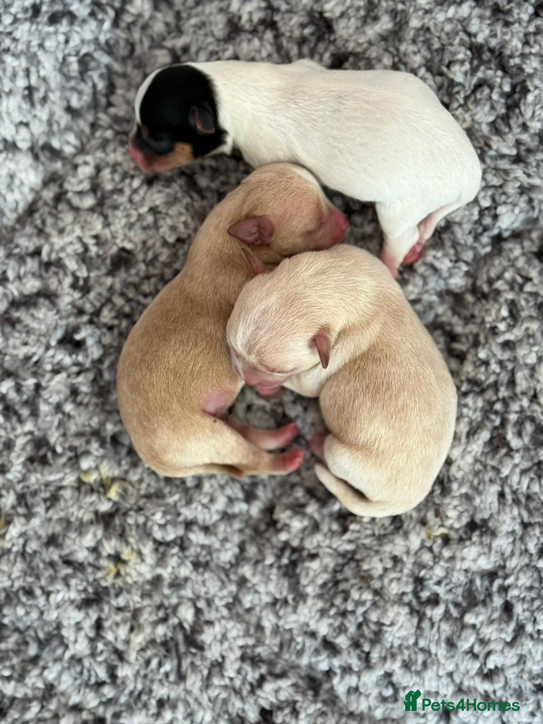 Mixed Breed dogs for sale: Chihuahua Cross Puppy - Image 5