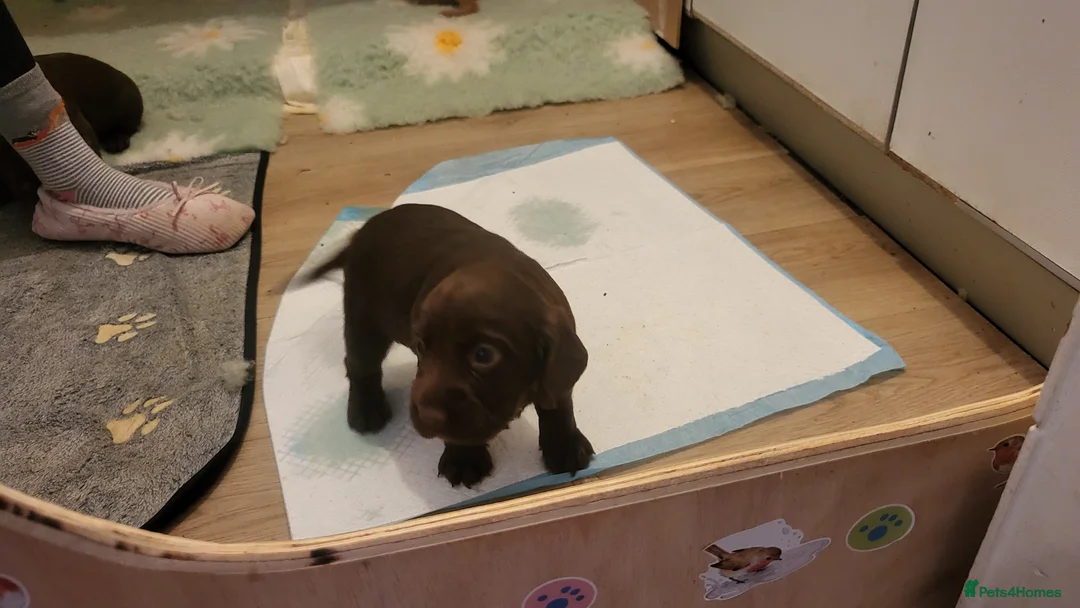 Cocker Spaniel dogs for sale: Lovely Litter of KC registered puppies for sale - Advert 12