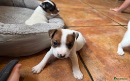 Jack Russell dogs for sale: Jack Russell Puppies - Image 7