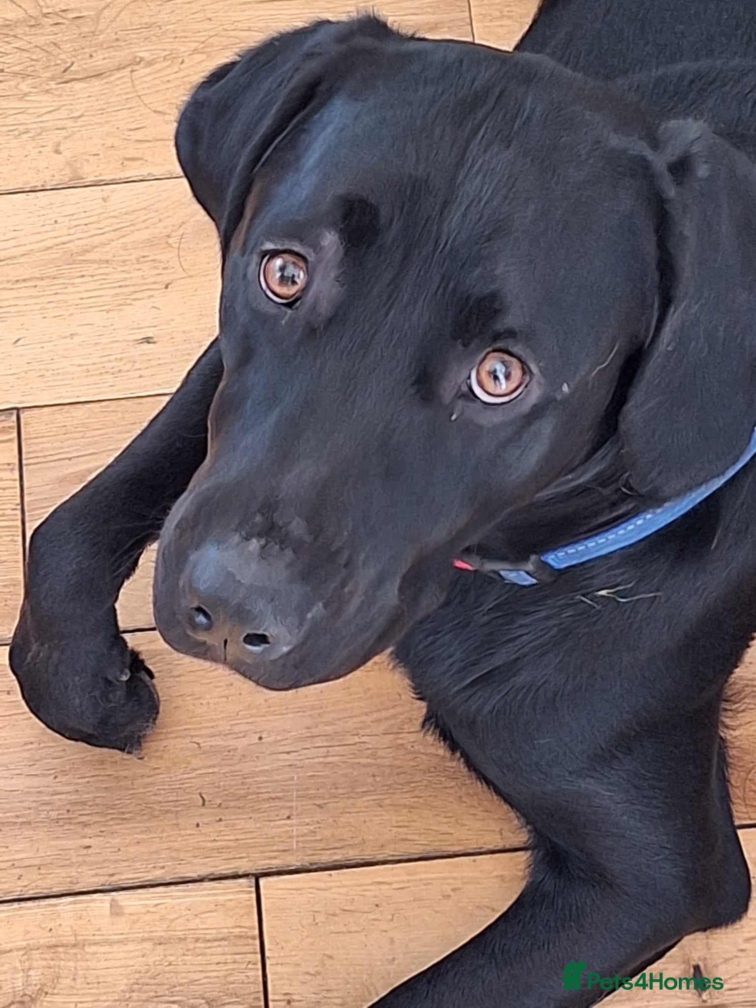 Labrador Retriever dogs 3 year old intact male labrador for sale - Advert 1