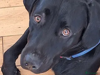 Labrador Retriever dogs 3 year old intact male labrador for sale - Advert 1